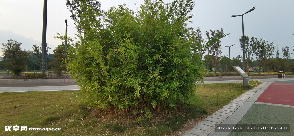 公园里景观竹林绿植