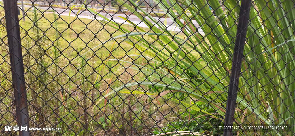 黑色风格金属围栏与翠绿植物