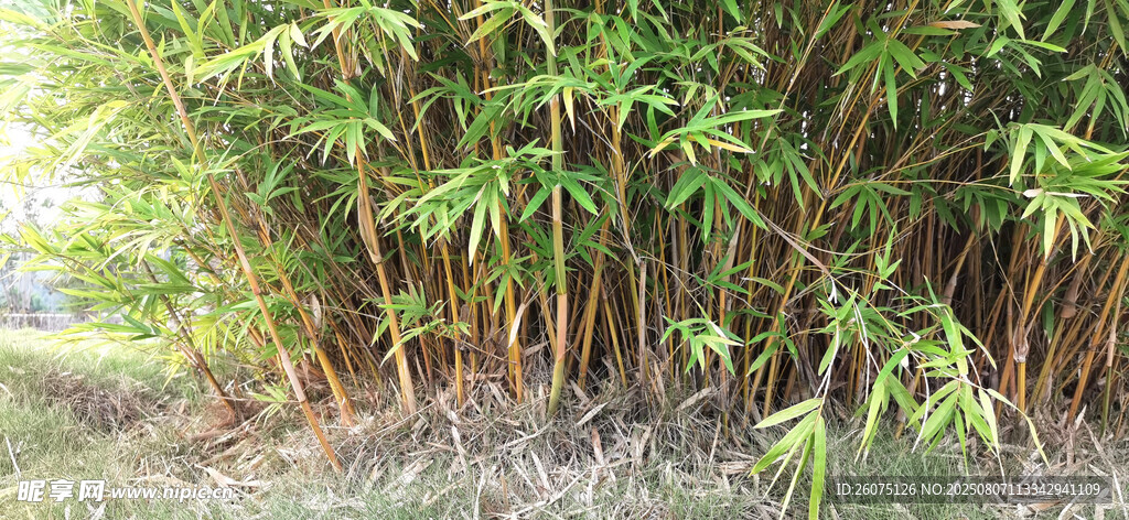 翠绿竹林景观