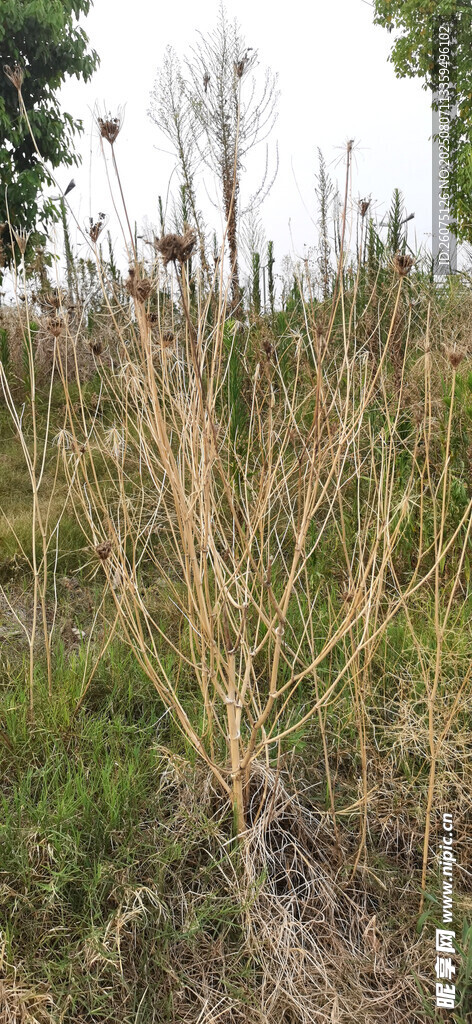 野外干枯植物景象