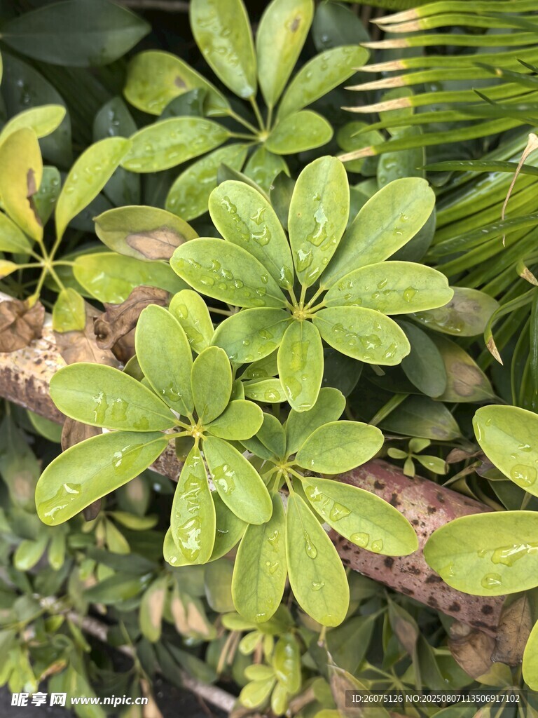 翠绿茂盛的掌状叶片植物