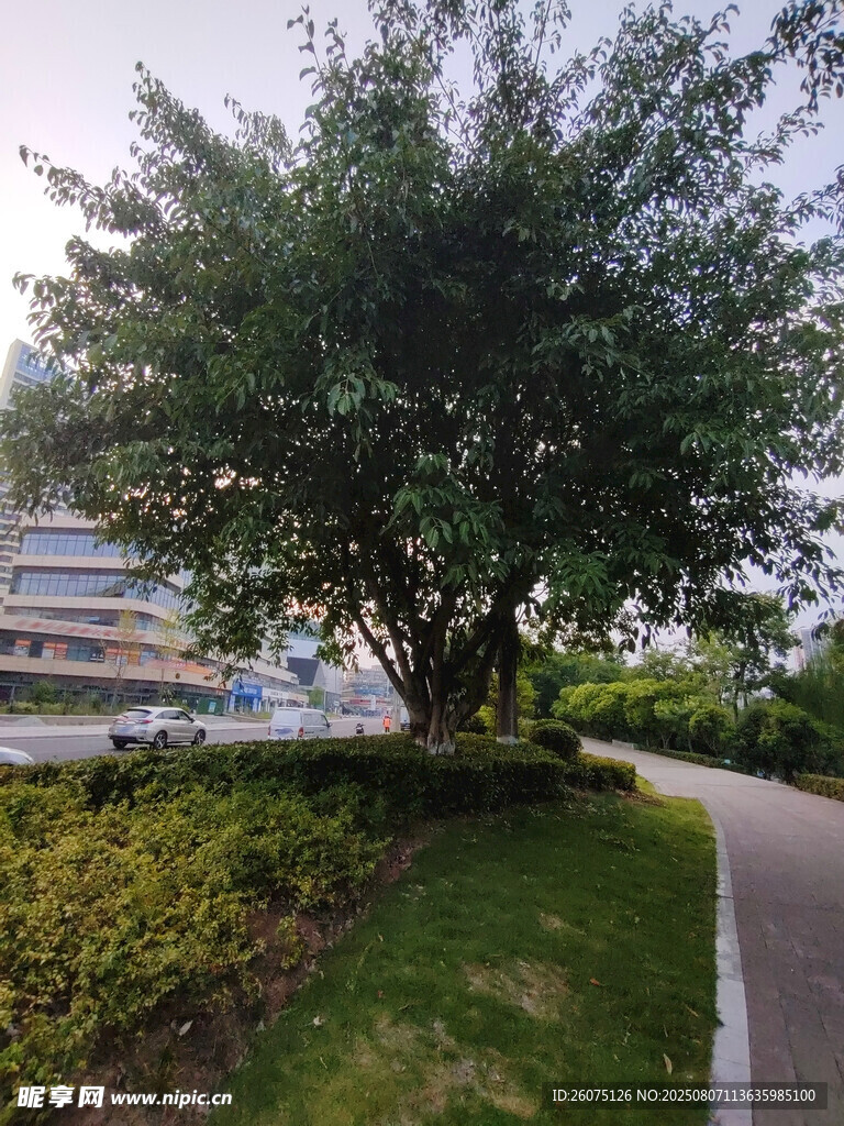 路边葱郁大树与绿植景观