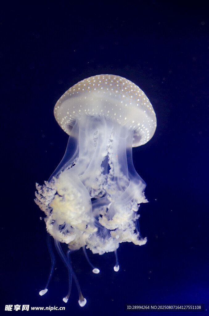 梦幻水母在深海中飘逸