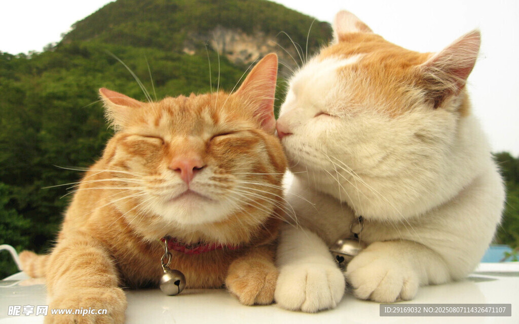 亲昵双猫