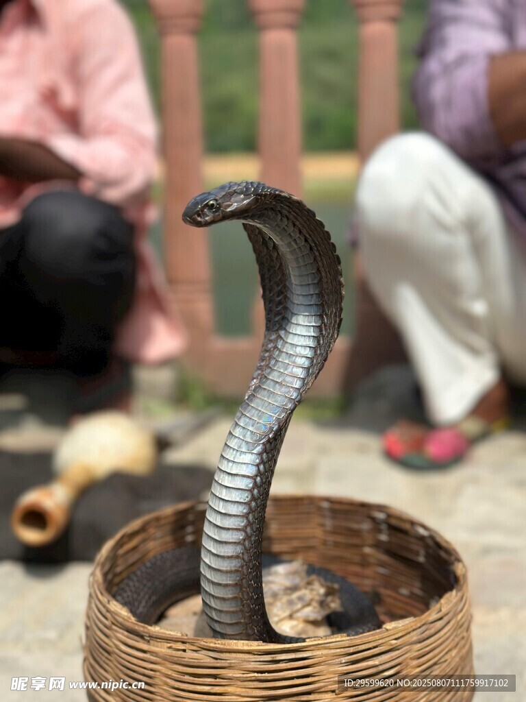 竹篓中的眼镜蛇