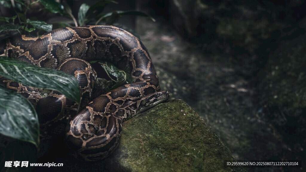 丛林中的蟒蛇