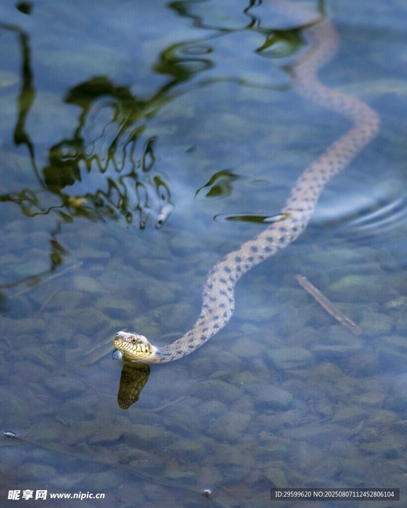 水中游蛇