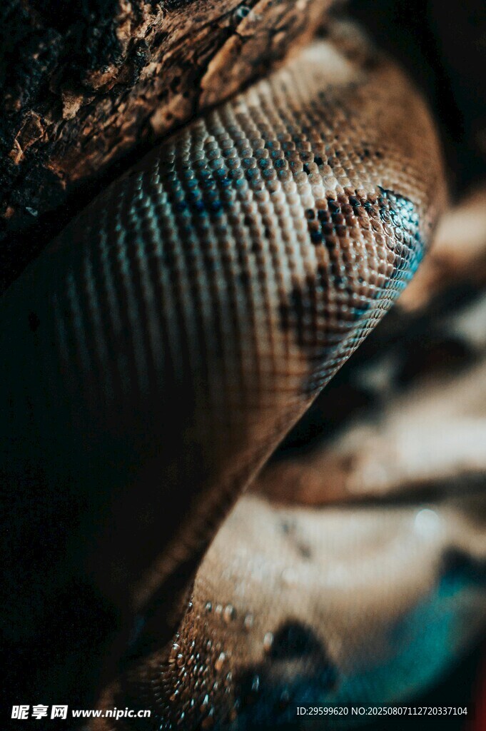 蛇的特写镜头