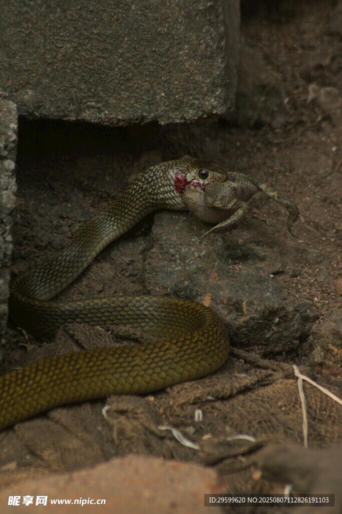 蛇捕食老鼠瞬间