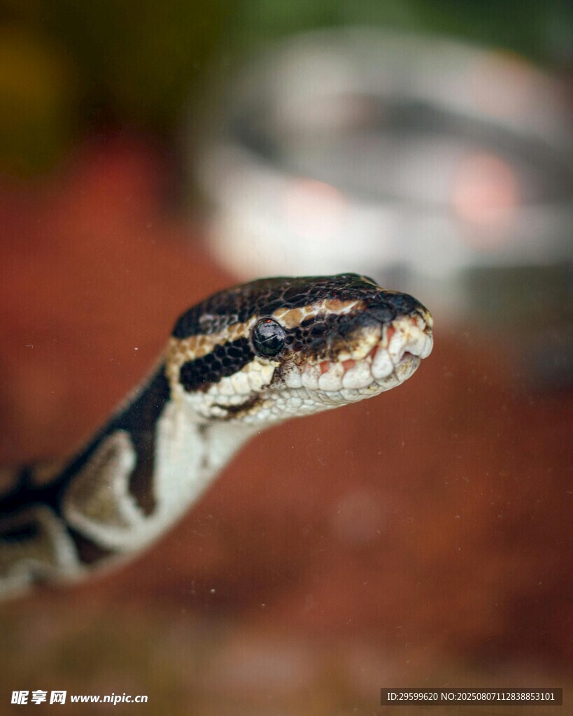 蛇的特写头部