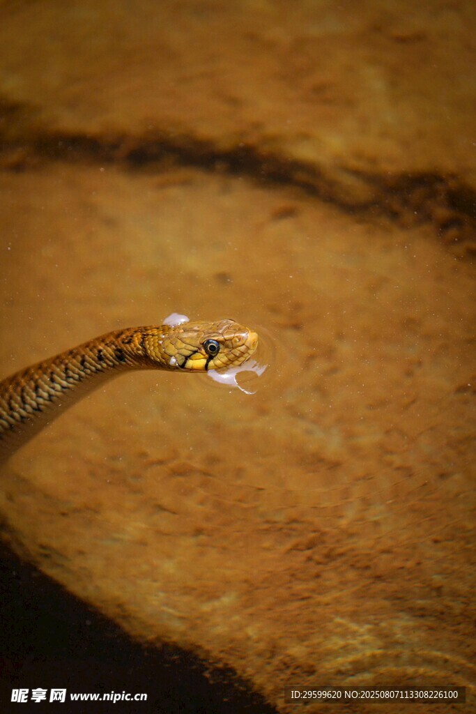 吐信的蛇特写