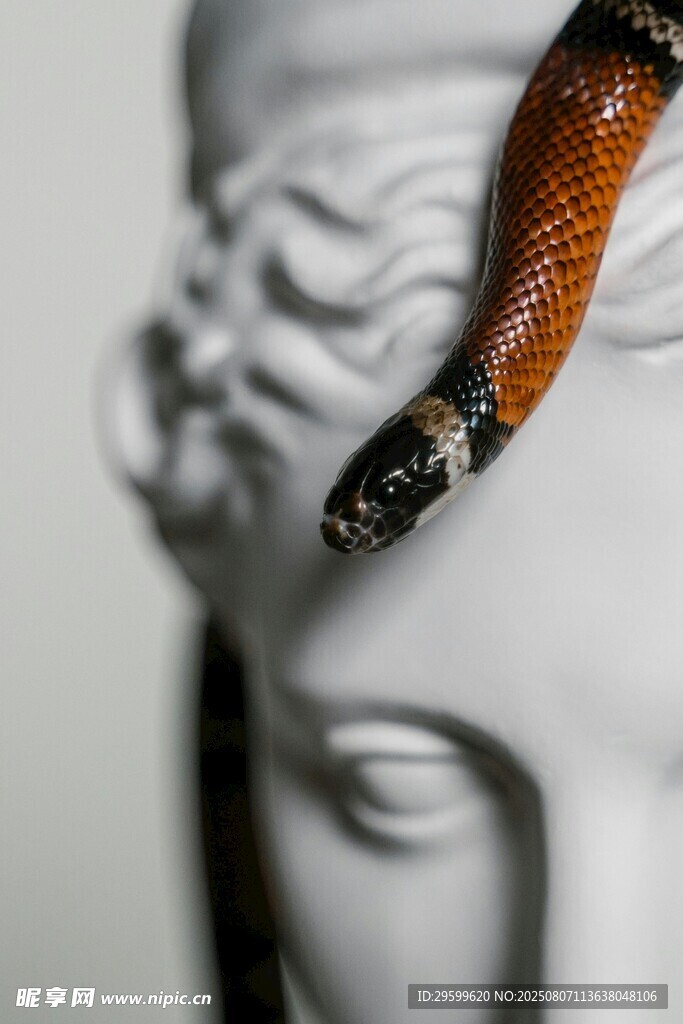蛇盘踞在雕塑头部