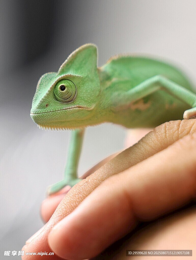 手心上的绿色变色龙