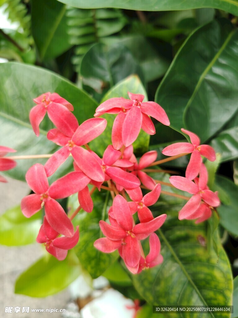 鲜艳红花配绿叶