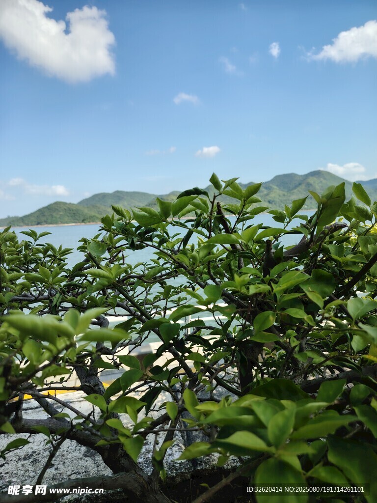 海边绿植与远处山海风光