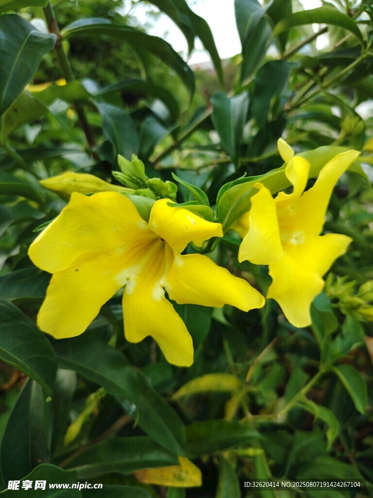两朵明艳黄色花朵绽放
