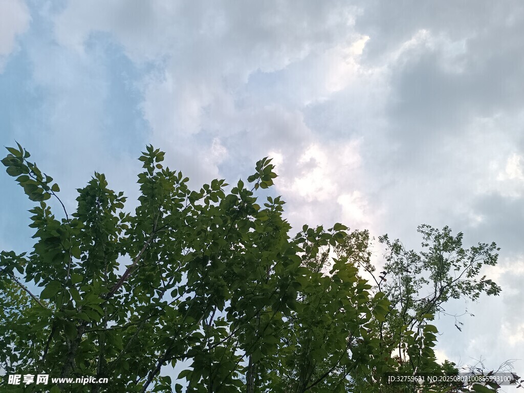绿树之上的多云天空