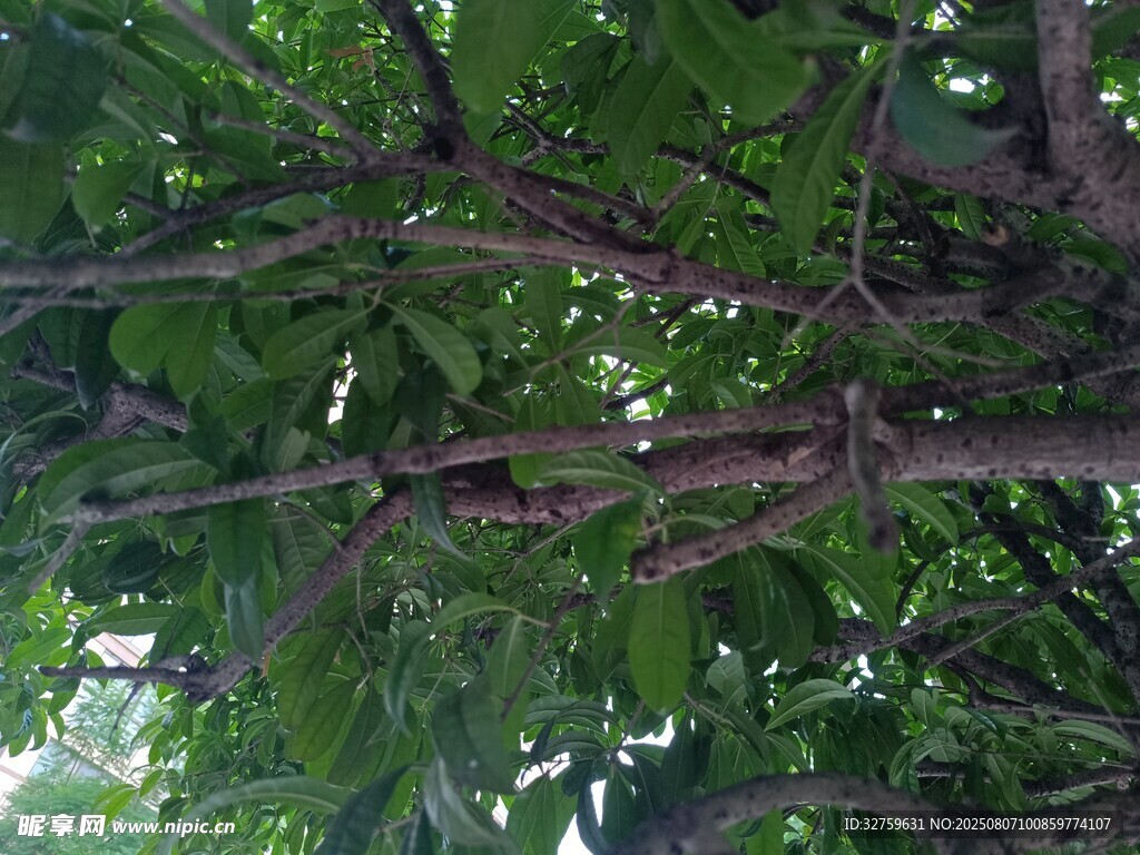 繁茂树枝下的绿意世界