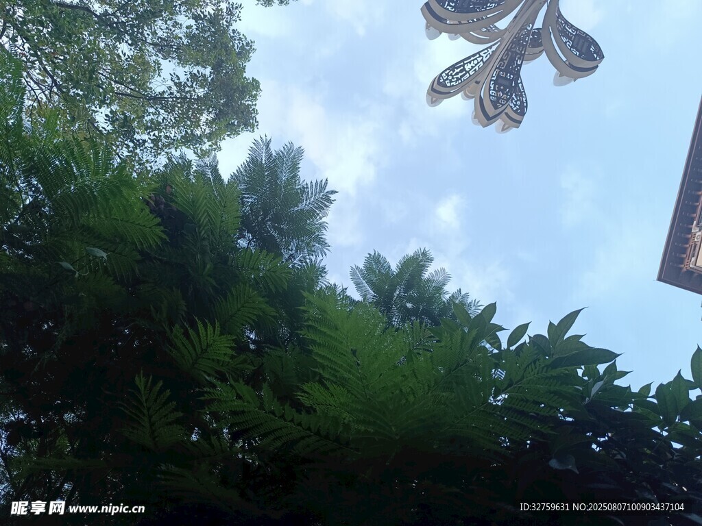 仰视视角下的树木与天空