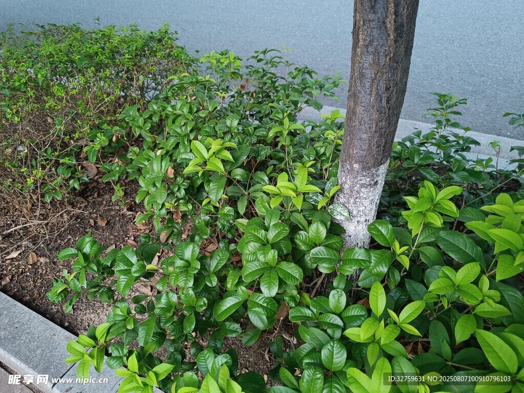 墙边绿植景观