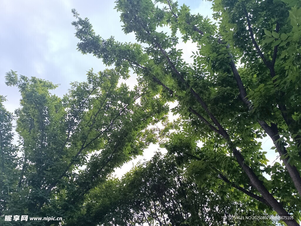 夏日葱郁绿树景观