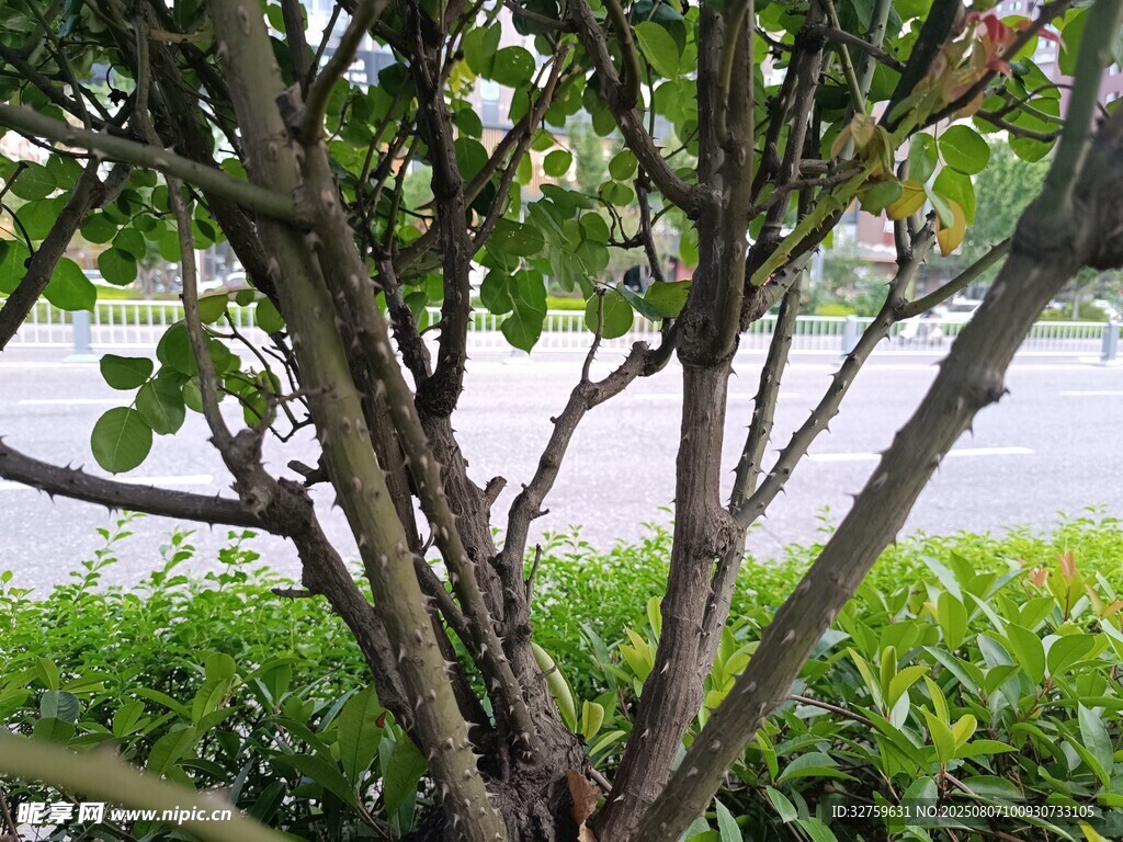 雨中繁茂树木枝叶景象