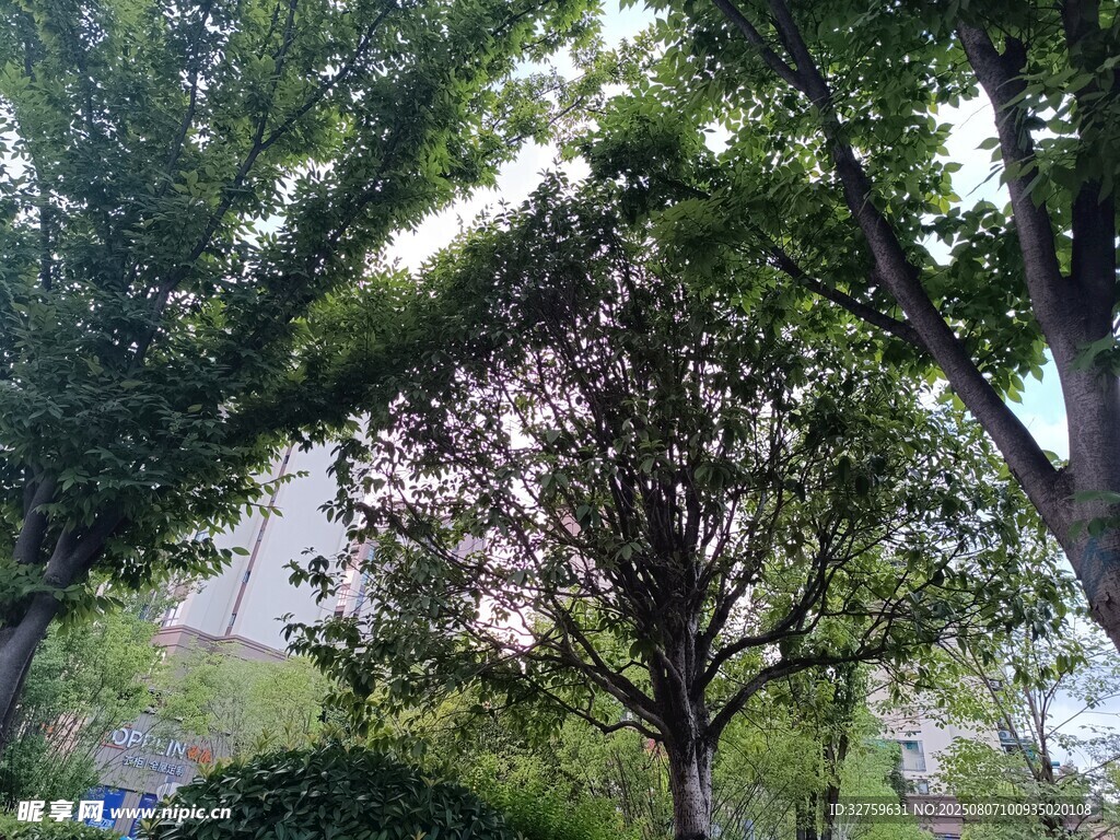 春日繁花绿树景观