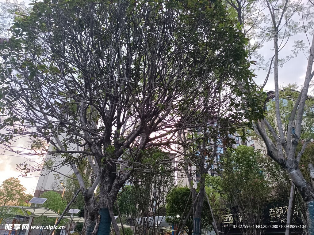 户外繁茂大树景观