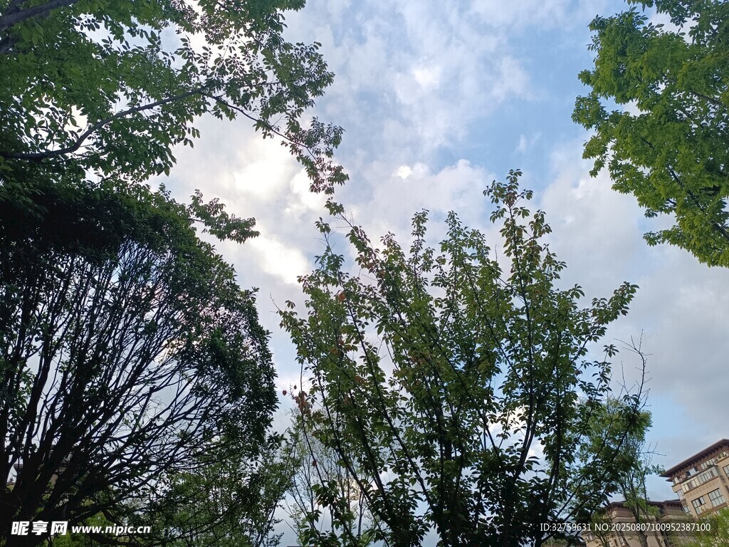 绿树蓝天夏日景致
