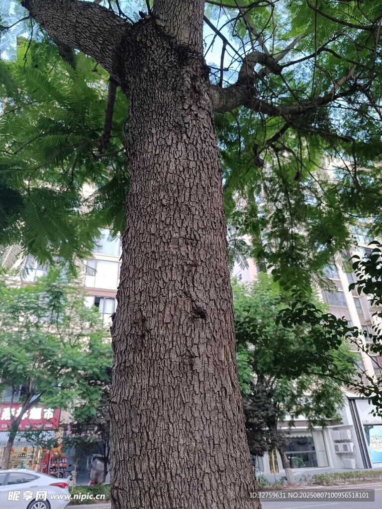 粗壮树干与繁茂枝叶