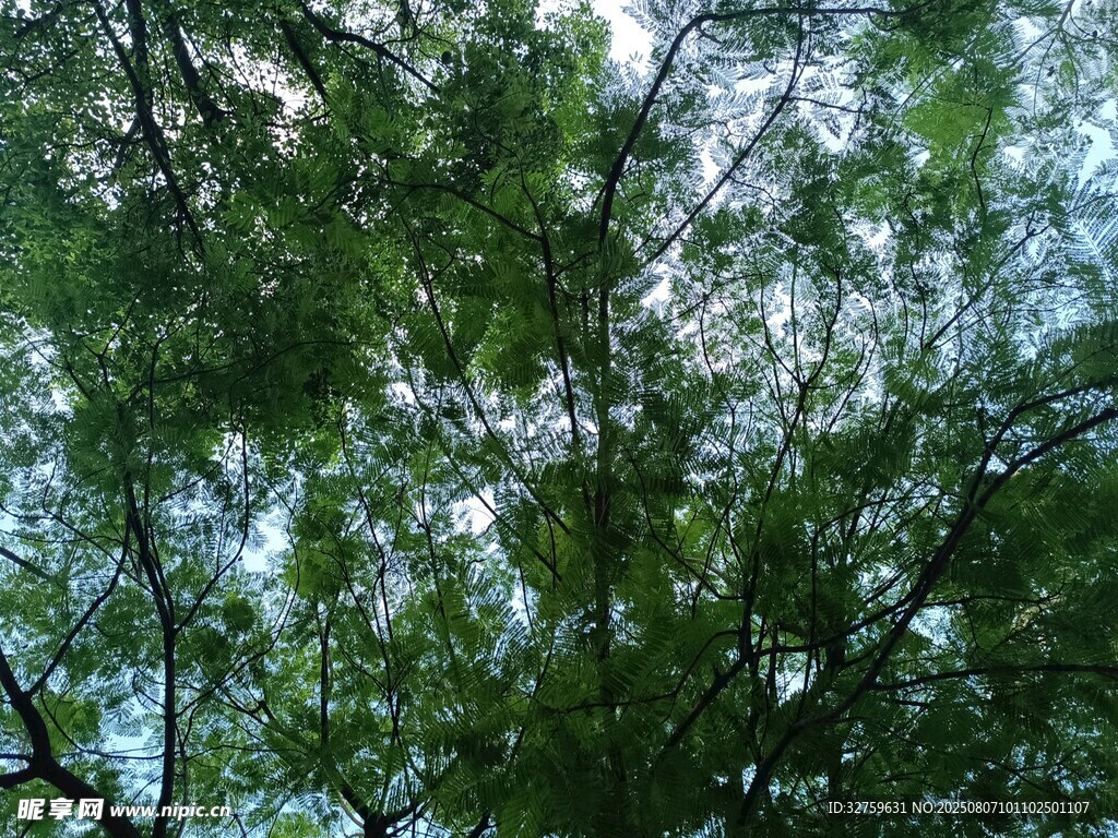 仰视繁茂绿树树冠