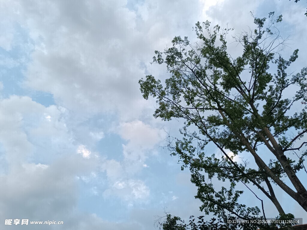 蓝天白云下的繁茂绿树