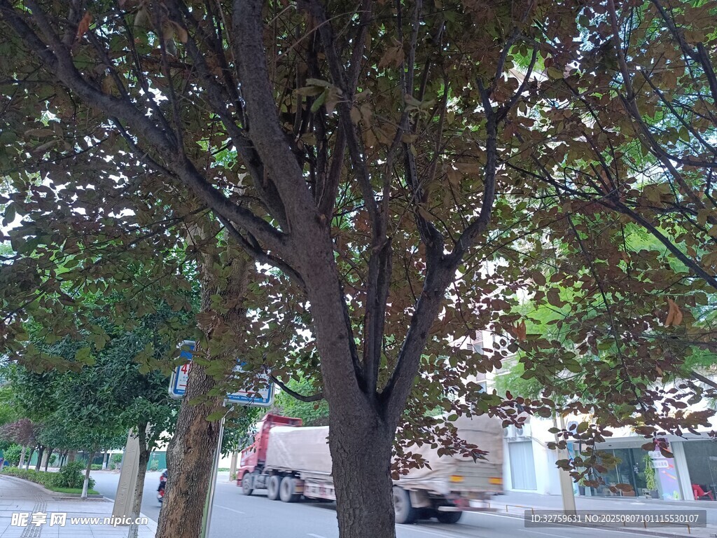 树下停放的车辆