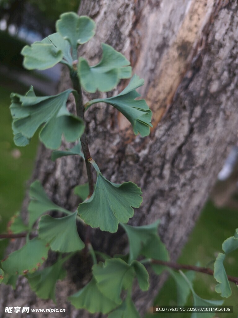 银杏枝叶依附树干特写