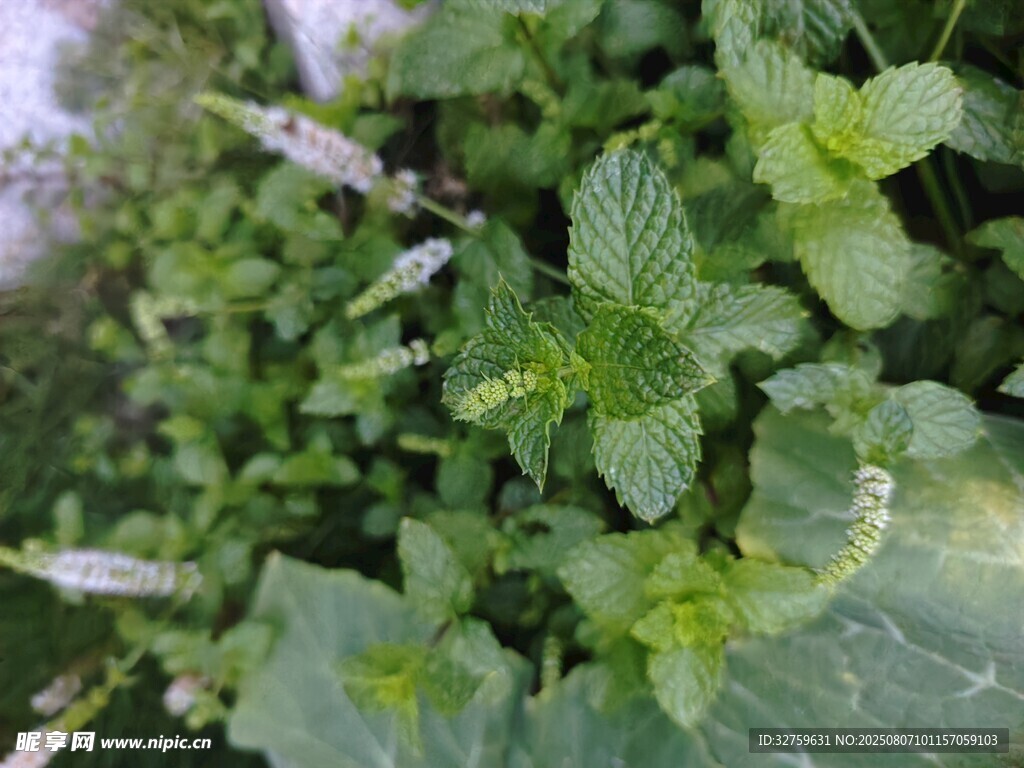 清新薄荷绿植特写