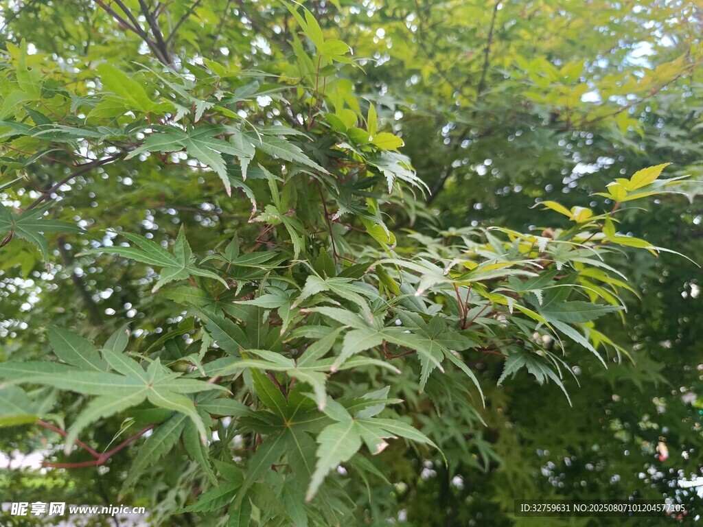 翠绿枝叶繁茂的树木