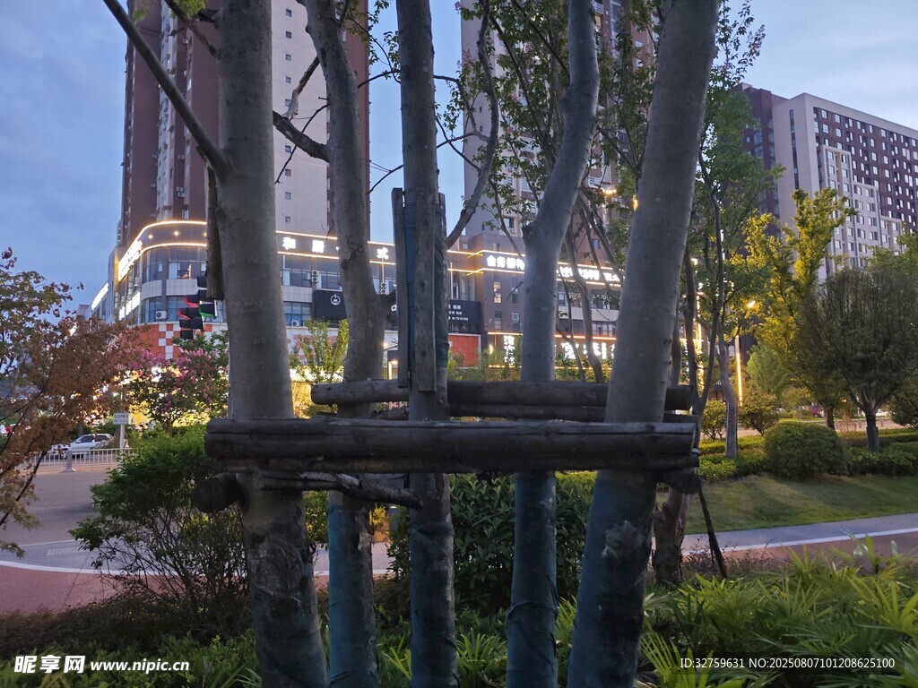 城市公园中的树木景观