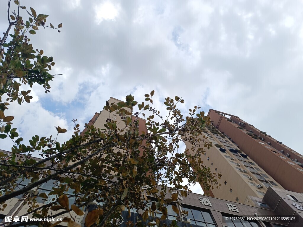仰视城市高楼与树木
