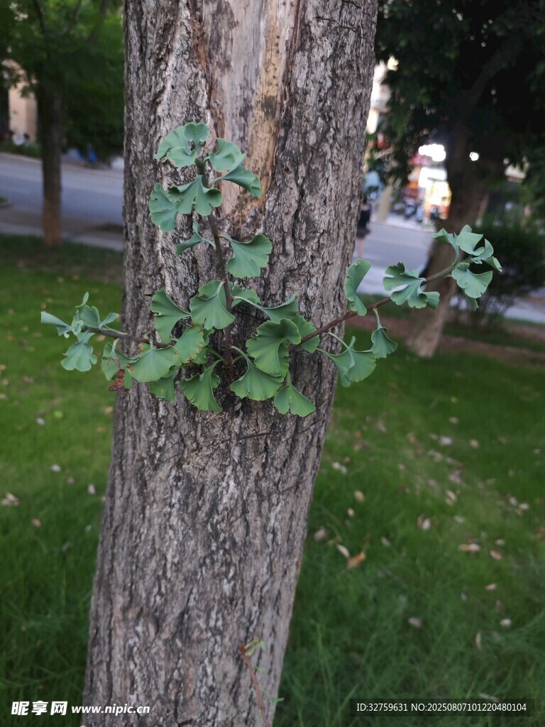 树干上生长的嫩绿植物