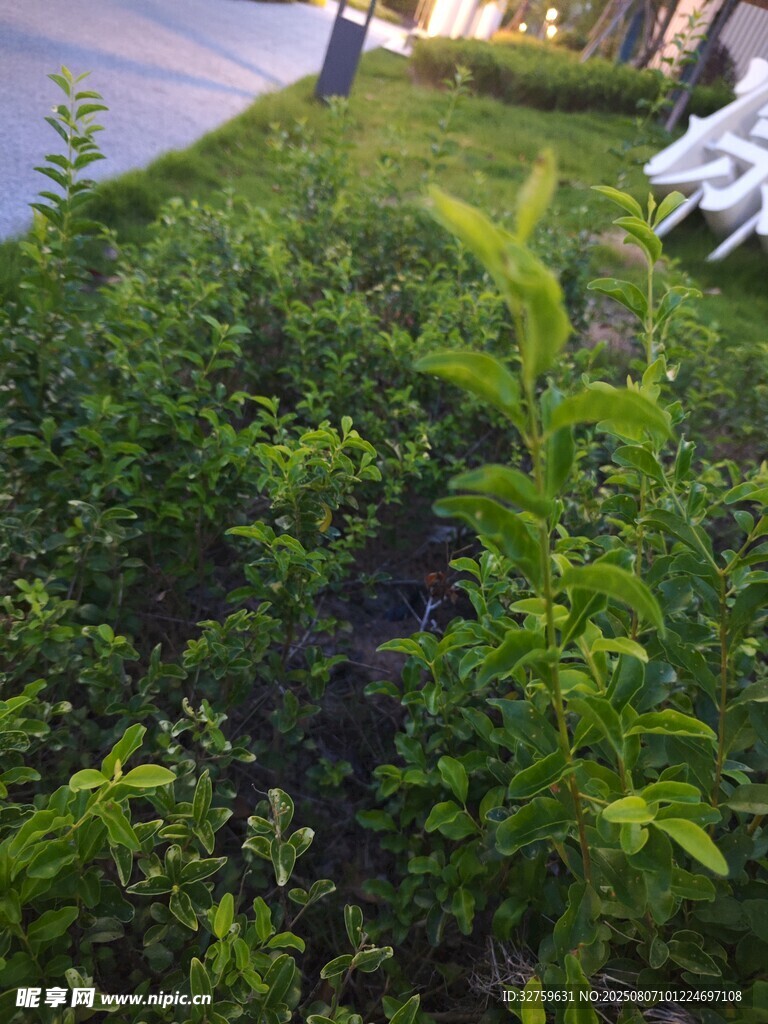 庭院绿植景观
