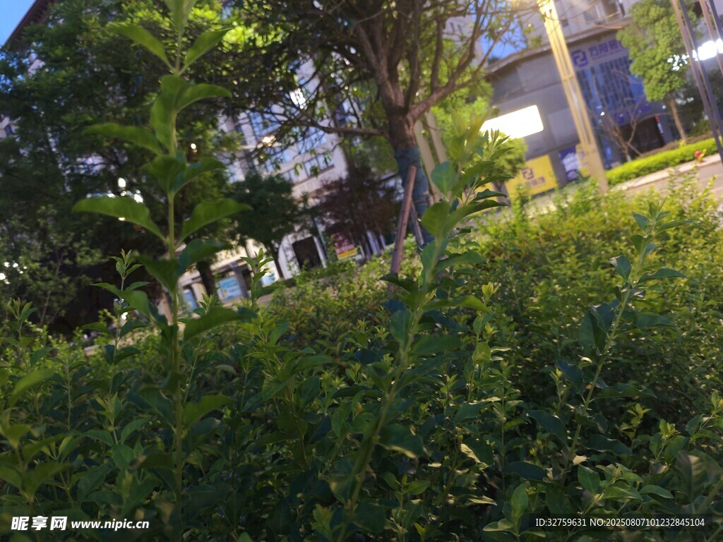 户外绿植与建筑景观