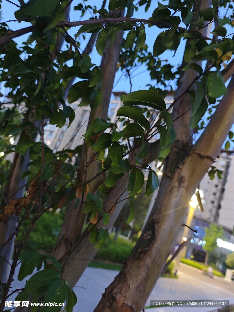 枝叶繁茂的树木景观