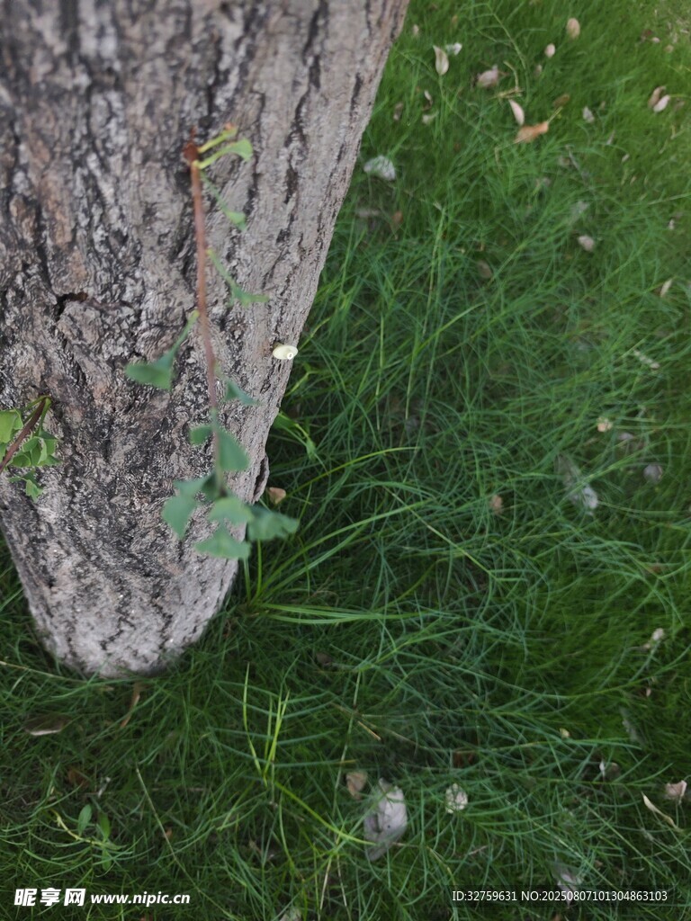树干下的翠绿草地