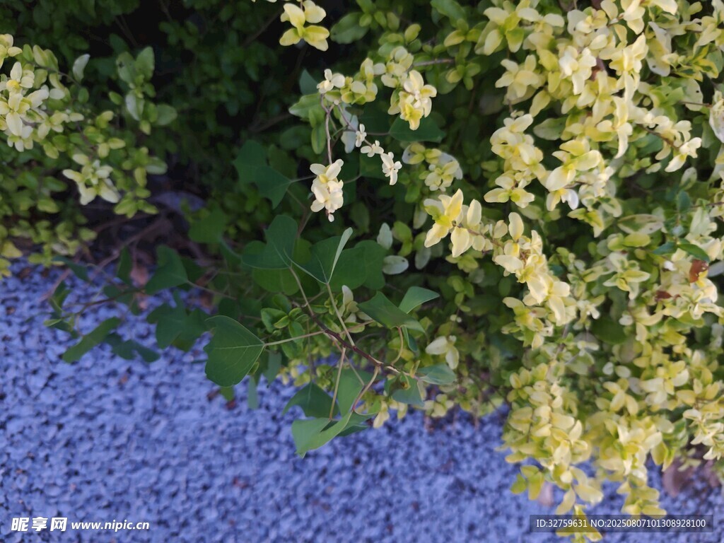蓝花绿植交映的自然景致