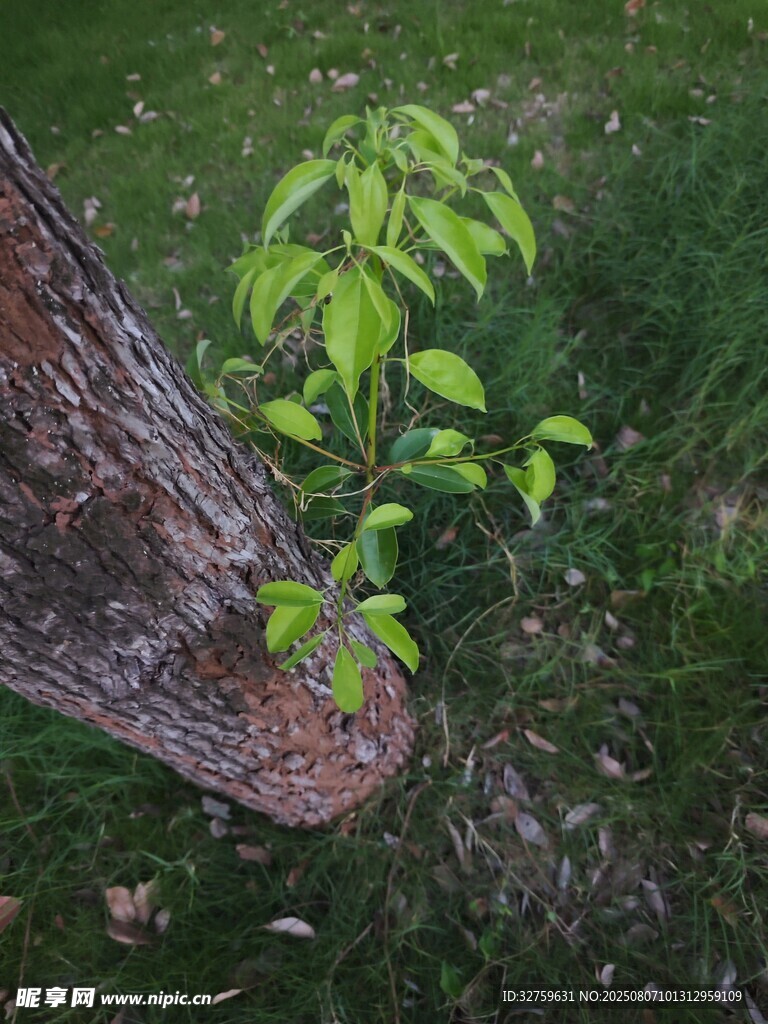 树桩旁新生的嫩绿小树苗