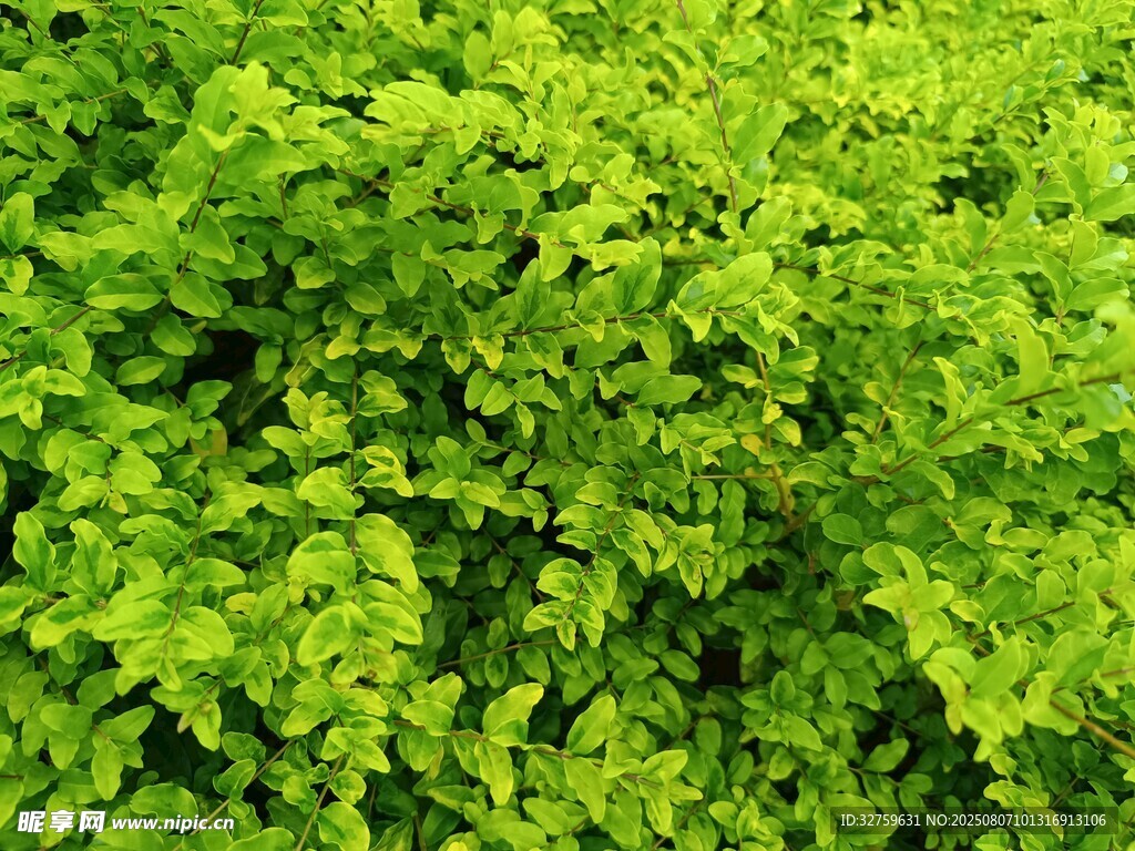 翠绿繁茂的植物景观