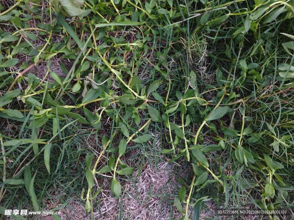地面上的嫩绿草丛