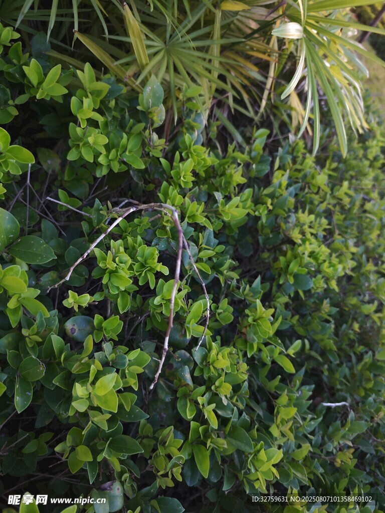 繁茂绿植景观