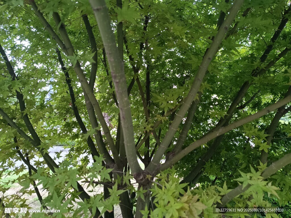 繁茂绿树展现自然生机