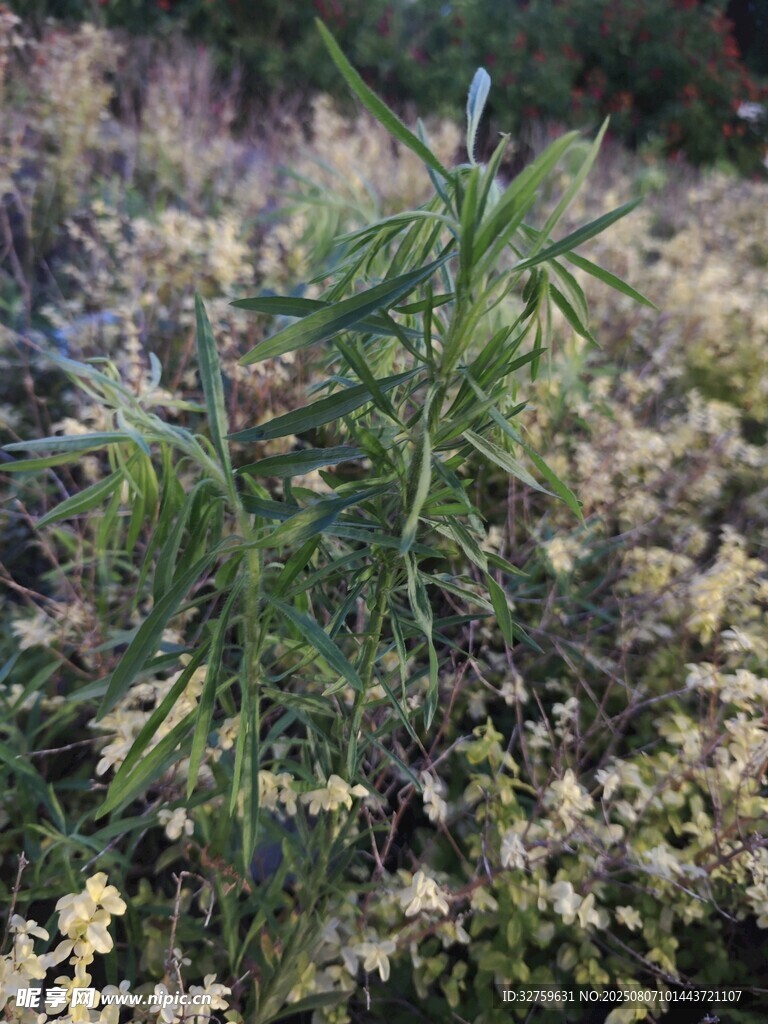 野外丛生的绿色植物
